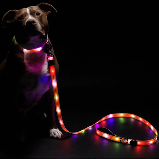 High Visibility 6ft Light Up Dog Leash